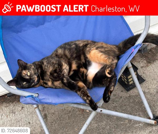 Lost Female Cat last seen I don't know, Charleston, WV 25313
