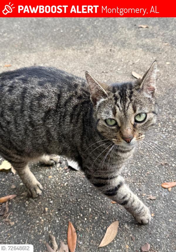 Lost Female Cat last seen Between Fisk and North Colonial, Montgomery, AL 36111
