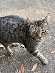 Lost Female Cat last seen Between Fisk and North Colonial, Montgomery, AL 36111