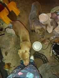 Found/Stray Unknown Dog last seen 80th Fairfield Ave , Evergreen Park, IL 60805