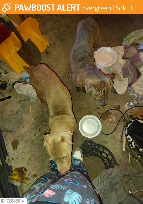 Found/Stray Unknown Dog last seen 80th Fairfield Ave , Evergreen Park, IL 60805