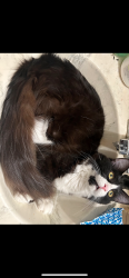 Lost Female Cat last seen Daniel Young Elementary , Blue Springs, MO 64014