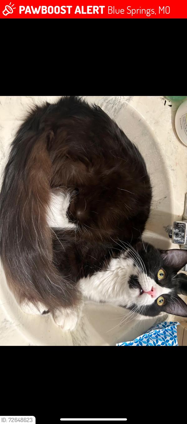 Lost Female Cat last seen Daniel Young Elementary , Blue Springs, MO 64014