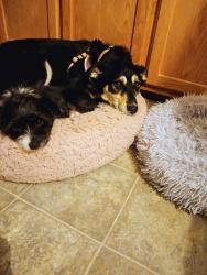 Lost Male Dog last seen Cross street sky blue and lower hunters, Louisville, KY 40258