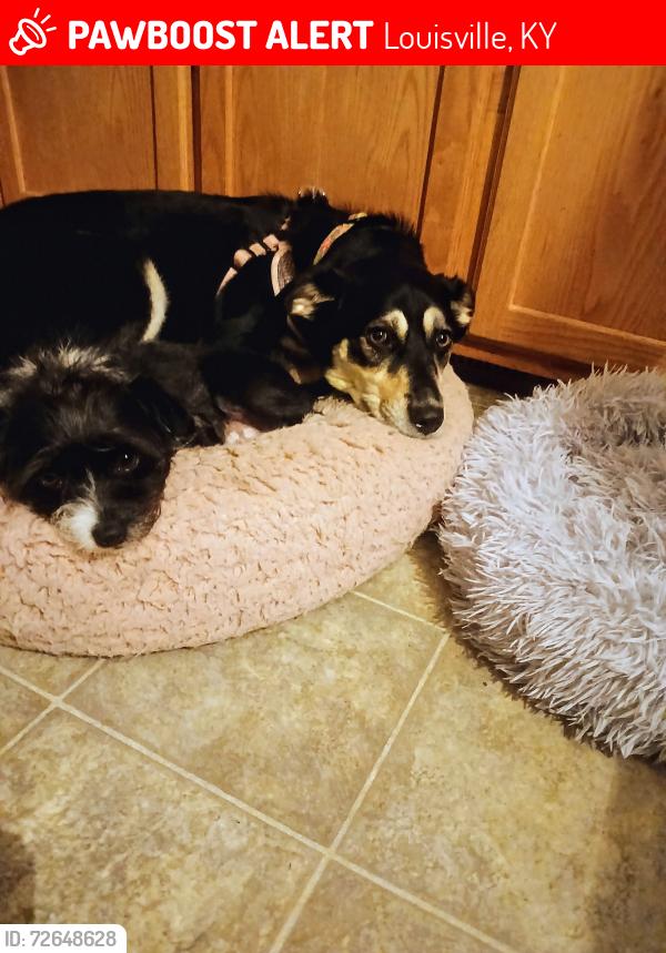Lost Male Dog last seen Cross street sky blue and lower hunters, Louisville, KY 40258
