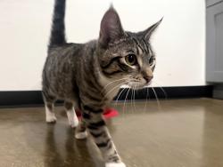 Found/Stray Female Cat last seen Belmont & St Louis, Chicago, IL 60618