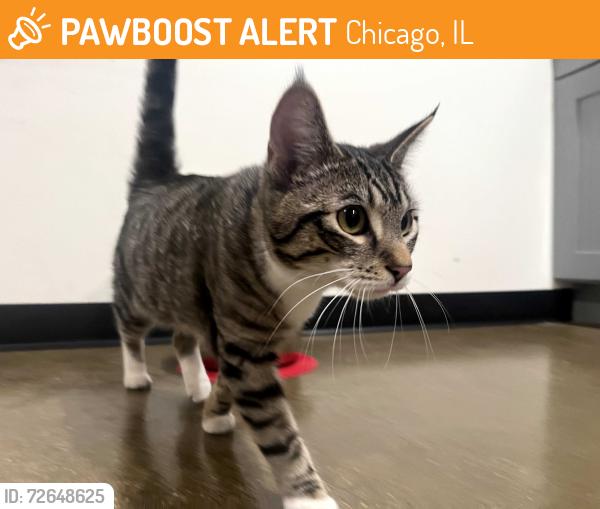 Found/Stray Female Cat last seen Belmont & St Louis, Chicago, IL 60618