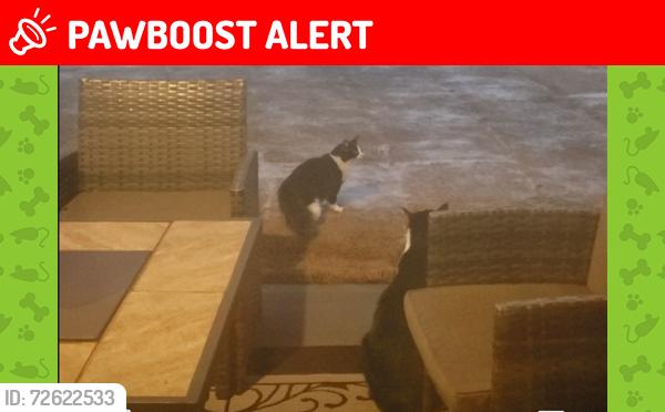 Lost Male Cat last seen conifer ct. Pendleton SC, Anderson County, SC 29670