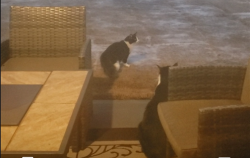 Lost Male Cat last seen conifer ct. Pendleton SC, Anderson County, SC 29670