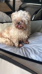 Found/Stray Male Dog last seen Stewart’s Hill, Jonesborough, TN 37659