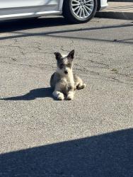 Found/Stray Unknown Dog last seen Near Williams St Bakersfield CA 93305, Bakersfield, CA 93305