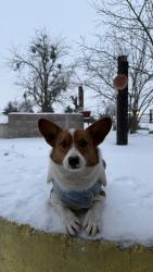 Lost Male Dog last seen Highway 11 and Franklin Rd, Grayson County, TX 75090