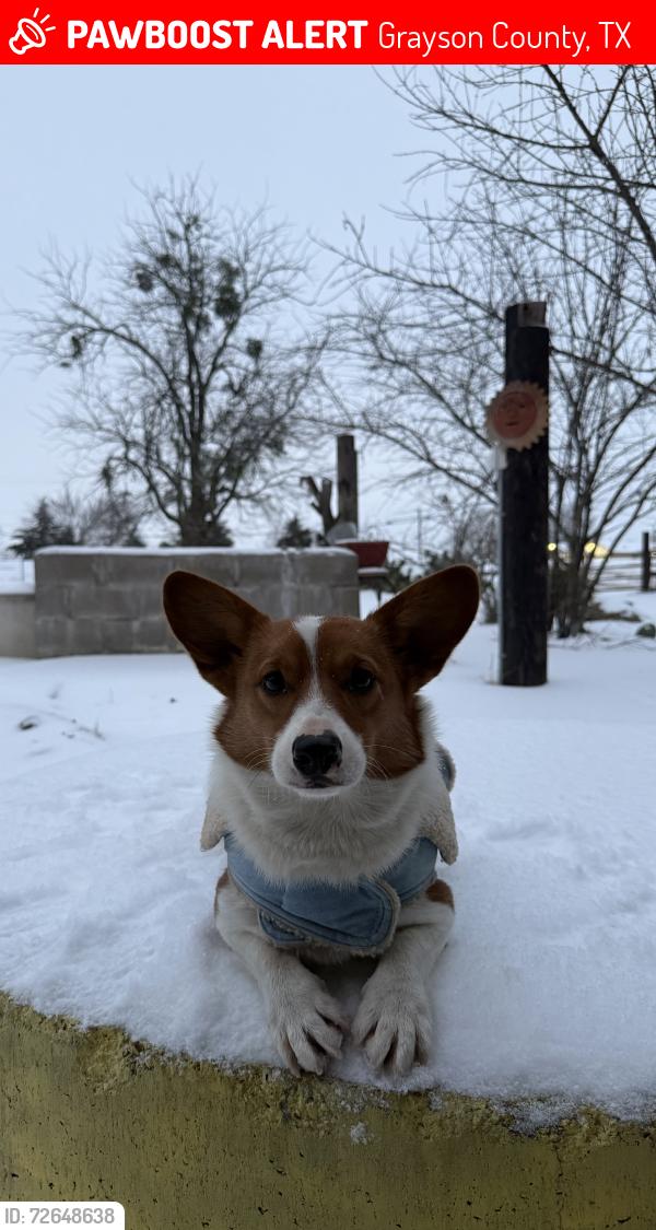 Lost Male Dog last seen Highway 11 and Franklin Rd, Grayson County, TX 75090