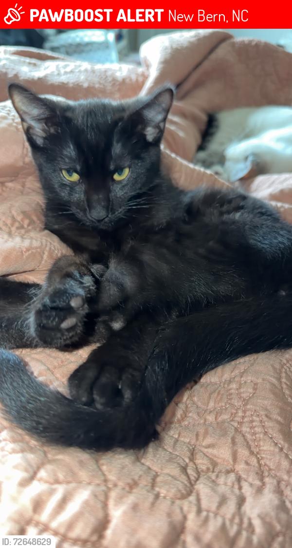 Lost Female Cat last seen Creekside elementary school , New Bern, NC 28562