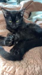 Lost Female Cat last seen Creekside elementary school , New Bern, NC 28562