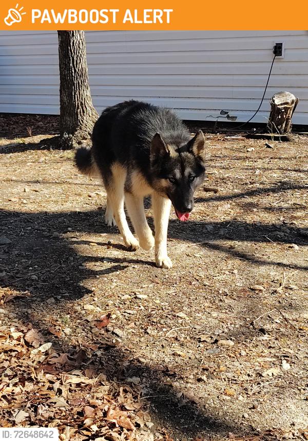 Found/Stray Male Dog last seen Broadriver church rd Rutherfordton NC , Rutherford County, NC 28139