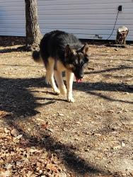 Found/Stray Male Dog last seen Broadriver church rd Rutherfordton NC , Rutherford County, NC 28139
