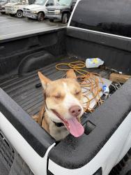 Found/Stray Male Dog last seen Ward road , Greensboro, NC 27405