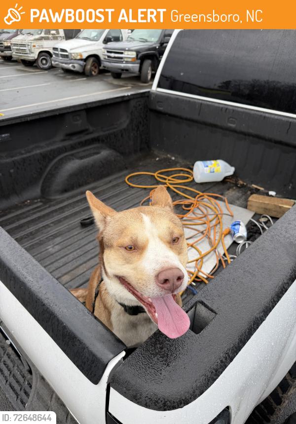 Found/Stray Male Dog last seen Ward road , Greensboro, NC 27405