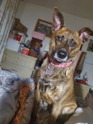 Lost Female Dog last seen Cemetary in Mt. Holly Springs, PA, Mount Holly Springs, PA 17065