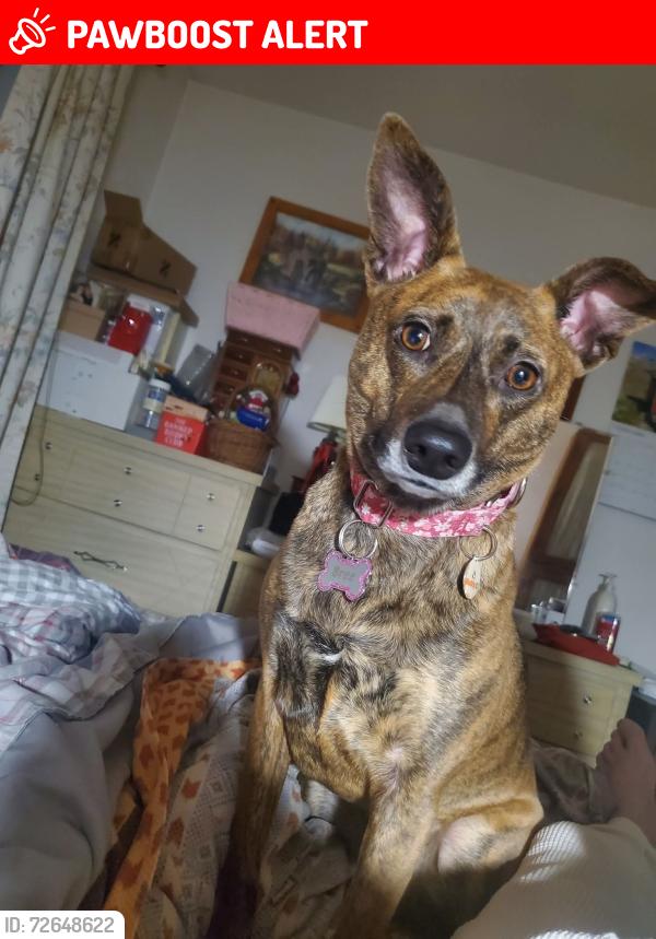 Lost Female Dog last seen Cemetary in Mt. Holly Springs, PA, Mount Holly Springs, PA 17065