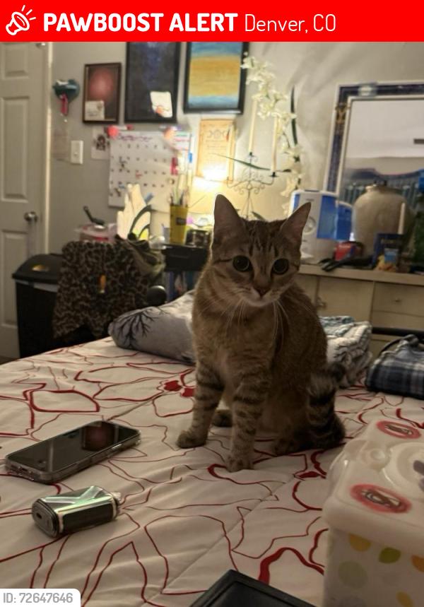 Lost Female Cat last seen Slida and Walen, Denver, CO 80249