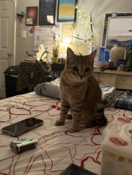 Lost Female Cat last seen Slida and Walen, Denver, CO 80249
