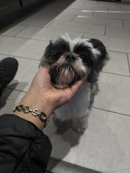 Found/Stray Female Dog last seen Mark Twain Elementary , Des Plaines, IL 60016