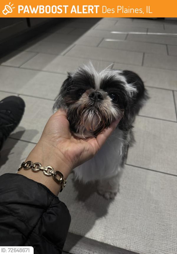Found/Stray Female Dog last seen Mark Twain Elementary , Des Plaines, IL 60016