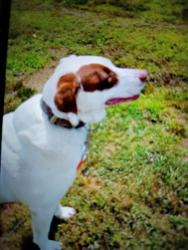Lost Male Dog last seen Mega Mart, Milan TN , Gibson County, TN 38358