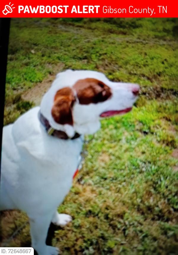 Lost Male Dog last seen Mega Mart, Milan TN , Gibson County, TN 38358