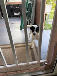 Found/Stray Male Dog last seen Southwest, Homestead, FL 33033