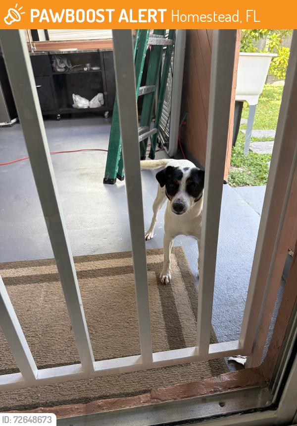 Found/Stray Male Dog last seen Southwest, Homestead, FL 33033
