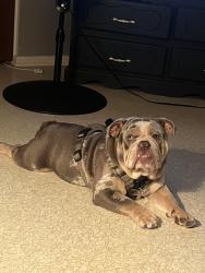 Lost Male Dog last seen By north Travis street in the field behind the old police department , Seguin, TX 78155