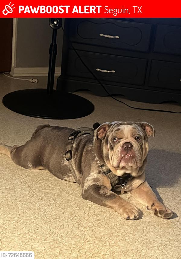 Lost Male Dog last seen By north Travis street in the field behind the old police department , Seguin, TX 78155