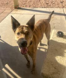 Found/Stray Male Dog last seen 91st Ave and Bell rd , Peoria, AZ 85382