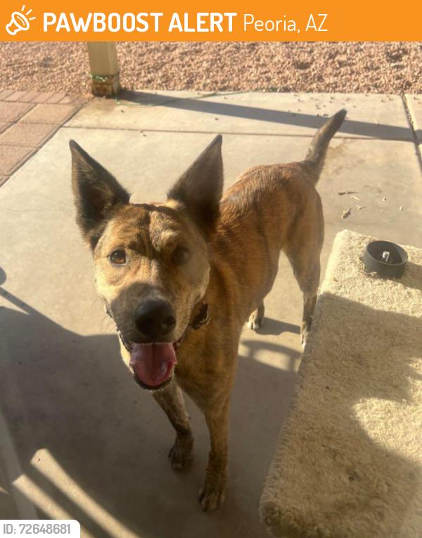 Found/Stray Male Dog last seen 91st Ave and Bell rd , Peoria, AZ 85382