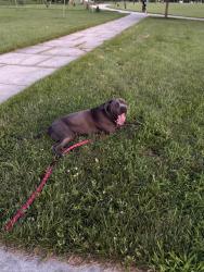 Lost Male Dog last seen Wellington woods, Bear, DE 19702
