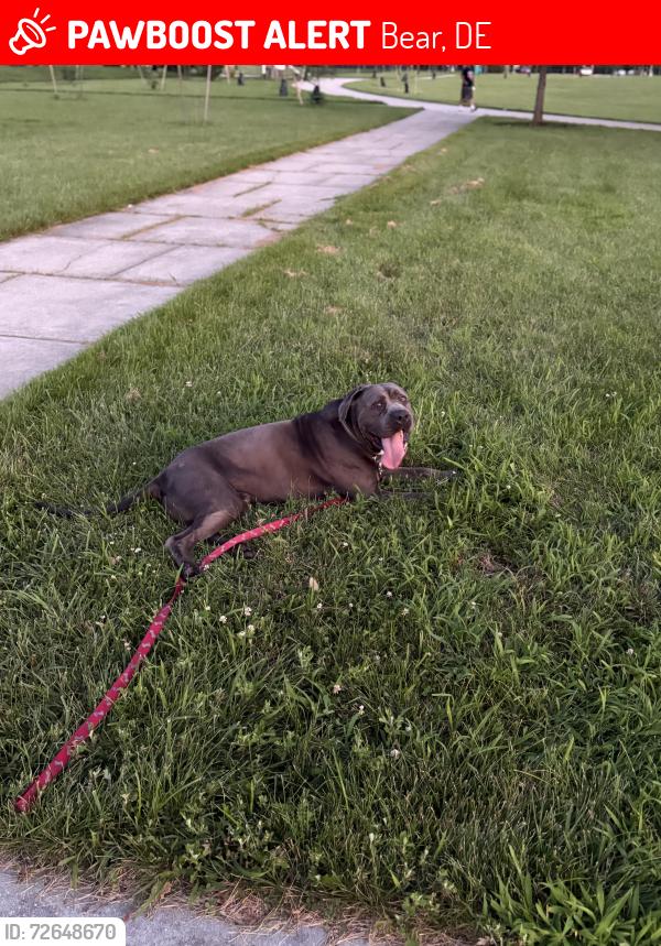 Lost Male Dog last seen Wellington woods, Bear, DE 19702