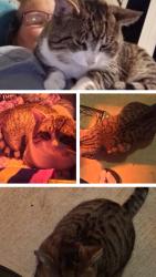 Lost Male Cat last seen Dermatology building off of 707, Myrtle Beach, SC 29588