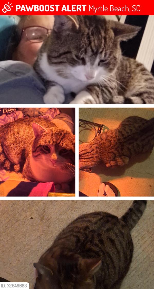 Lost Male Cat last seen Dermatology building off of 707, Myrtle Beach, SC 29588