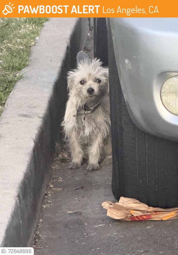 Found/Stray Unknown Dog last seen 108th and Main, across the police station, under a silver RAV 4, Los Angeles, CA 90061