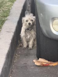 Found/Stray Unknown Dog last seen 108th and Main, across the police station, under a silver RAV 4, Los Angeles, CA 90061