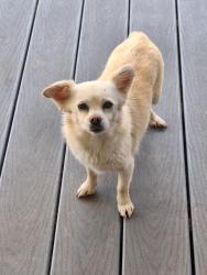 Found/Stray Female Dog last seen Williams Road, Surgoinsville TN  , Surgoinsville, TN 37857