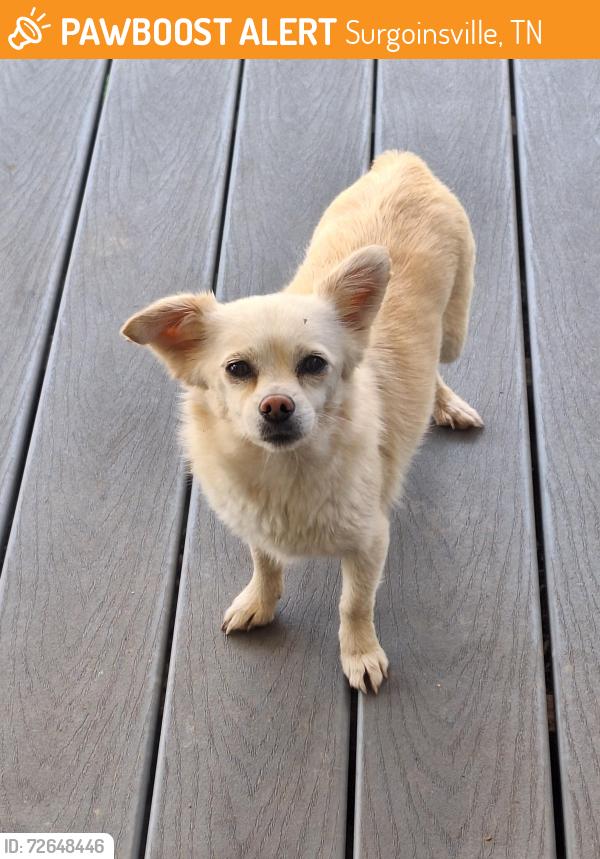 Found/Stray Female Dog last seen Williams Road, Surgoinsville TN  , Surgoinsville, TN 37857