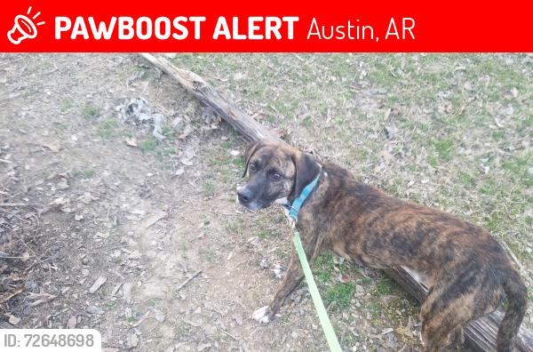 Lost Male Dog last seen Hey 319, Katie ln , Austin, AR 72007