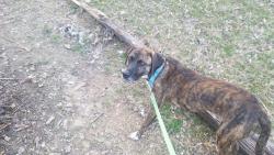 Lost Male Dog last seen Hey 319, Katie ln , Austin, AR 72007