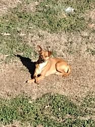 Lost Male Dog last seen Autozone, walmart, dollar general, Hot Springs, AR 71913