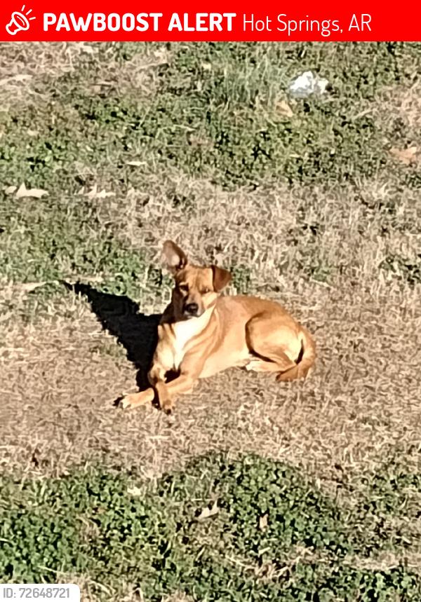 Lost Male Dog last seen Autozone, walmart, dollar general, Hot Springs, AR 71913
