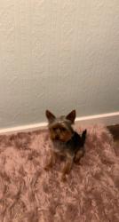 Lost Female Dog last seen Ravensdale, Nottinghamshire, England NG18 2QF